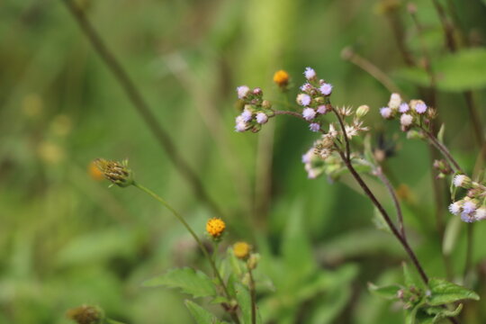 yellow little flower