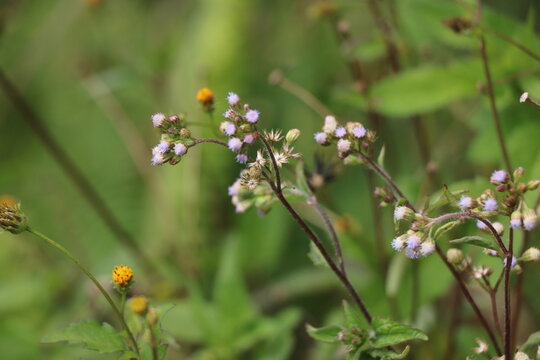 flowers in the grass