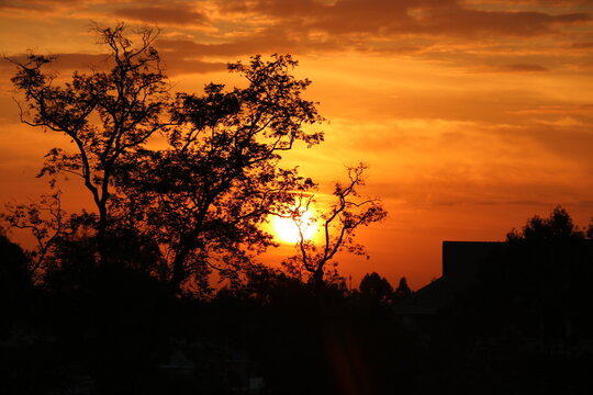 sunset in the forest