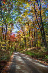 Road through Allegheny National Forest in Pennsylvania