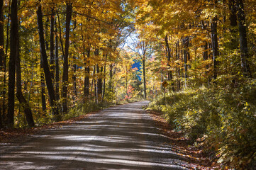 Road through Allegheny National Forest in Pennsylvania