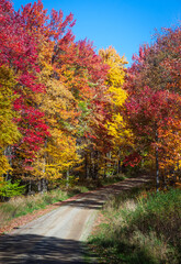 Obraz premium Road through Allegheny National Forest in Pennsylvania