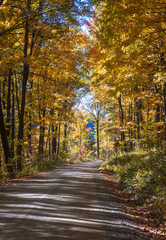 Road through Allegheny National Forest in Pennsylvania
