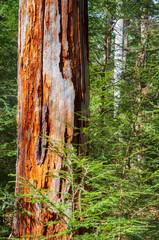 Raw Exposed Debarked Trees at Allegheny National Forest