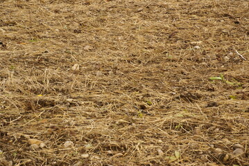 711380726 Abgeerntetes Stopelfeld Acker Herbst