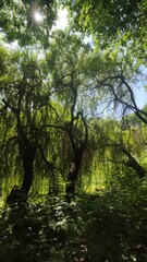 Fototapeta premium forest in the morning