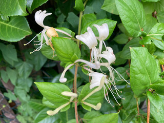 711380794 Japanisches Geißblatt weiß