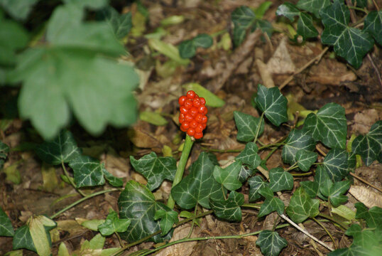 711380733 Aronstab - Arum