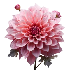 Foto op Canvas pink lotus flower isolated. lotus flower png. pink flower top view. flower flat lay png. pink dahlia flower png. dahlia flower top view. dahlia flower flat lay png © Divid
