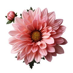 pink lotus flower isolated. lotus flower png. pink flower top view. flower flat lay png. pink dahlia flower png. dahlia flower top view. dahlia flower flat lay png - obrazy, fototapety, plakaty