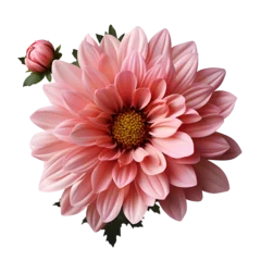 Fotobehang pink lotus flower isolated. lotus flower png. pink flower top view. flower flat lay png. pink dahlia flower png. dahlia flower top view. dahlia flower flat lay png © Divid