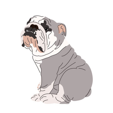 Portrait of English bulldog with wrinkled face. Serious purebred bulldog with short hair and folded skin. Muscular doggy. Colored flat vector illustration isolated on white background	