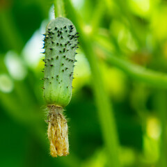 Young plant cucumber with yellow flowers. Juicy fresh cucumber close-up macro on a background of leaves. High quality photo