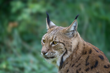 Luchs