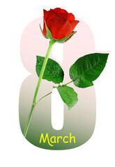 Number 8 greeting card design with beautiful red rose on white background. International Women's day