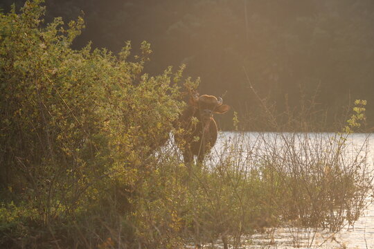 bison behind plant