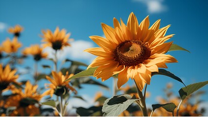 Beautiful sunflower with clear sky 