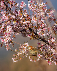 russet sparrow or Passer rutilans or cinnamon tree sparrow perched on pink flower of Prunus cerasoides wild Himalayan cherry and sour cherry tree at foothills of himalaya uttarakhand india asia