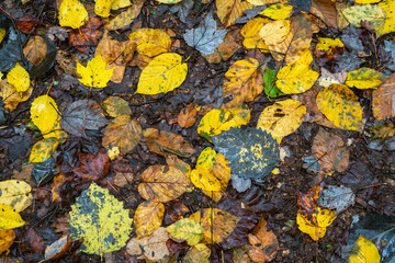 Close Up Texture of Autumn Fall Leaves at Allegheny National Forest