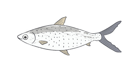Whole milk fish body, top view