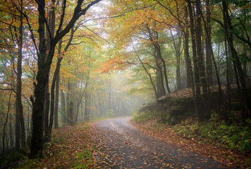 Beautiful Hazy Foggy Autumn Fall Road in Allegheny National Forest