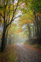 Beautiful Hazy Foggy Autumn Fall Road in Allegheny National Forest