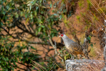 cheer pheasant or Catreus wallichii or Wallichs pheasant portrait during winter migration perched on big rock in natural colorful scenic green background in foothills himalaya forest uttarakhand india
