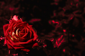 Bright red scarlet rose in dark red tennis place for text