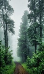 Misty Forest Path with Lush Green Trees and Serene Atmosphere