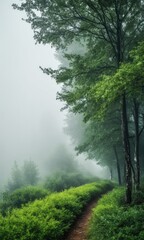 Obraz premium Misty Forest Pathway in Lush Green Nature Scenery