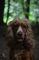 Cocker Spaniel