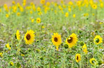 Obraz premium Yellow sunflowers in a field during summer