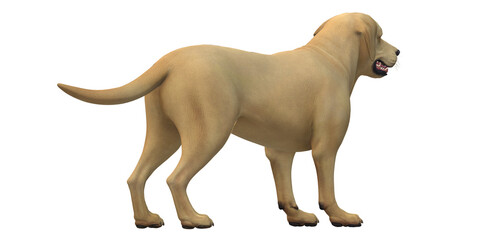 Dog isolated on a Transparent Background