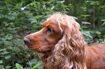 Cocker Kopfportrait
