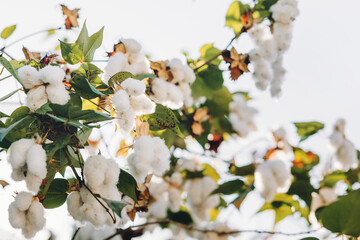 close up ripe cotton on tree