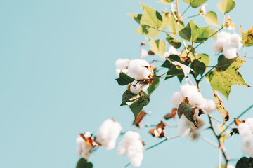 close up ripe cotton on tree