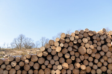 Stack of felled trees in the forest