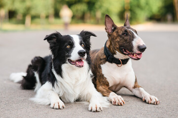 Black and white border collie and brindle bull terrier lie side by side on a walk. 