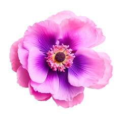 Purple anemone flower on transparent background. Summer spring flower - obrazy, fototapety, plakaty