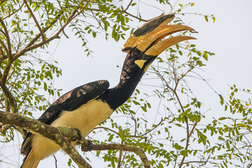 yellow billed hornbill © DUSHAN