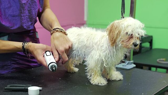 Unrecognizable woman groomer cuts of the sharp tips with a grinder. Small fluffy blondy hair puppy in the grooming salon after washing procedures on hands of groomer. Haircut and combing.