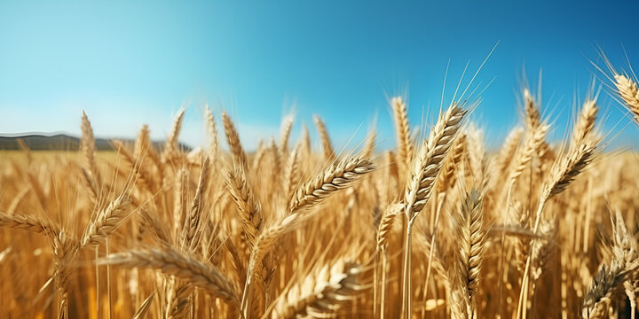 beautiful illustration field wheat against the blue sky Harvesting. blow sky background.