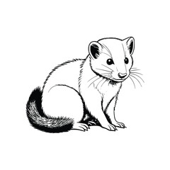 Ferret wild animal vector EPS