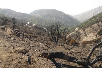 Black burnt trees after wildfires in Naxos island in Greece