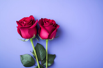 Flat lay of two red roses on a violet background. Valentine's day concept. Love 