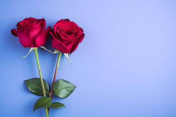Flat lay of two red roses on a violet background. Valentine's day concept. Love 