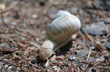 Weinbergschnecke