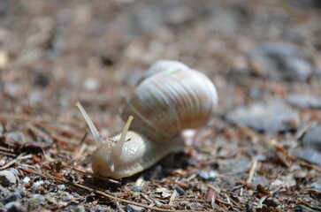Weinbergschnecke