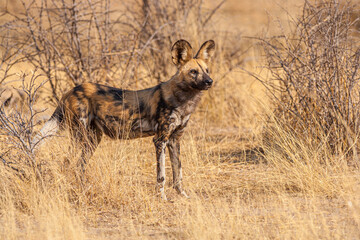 African wild dog (Lycaon pictus) standing in the bushes, Central Kalahari Game Reserve, Botswana