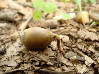 Close up of an acorn that fell on the ground in a bright forest, and rooted. 